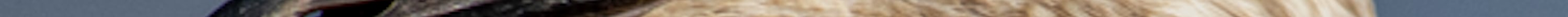 React Web Development