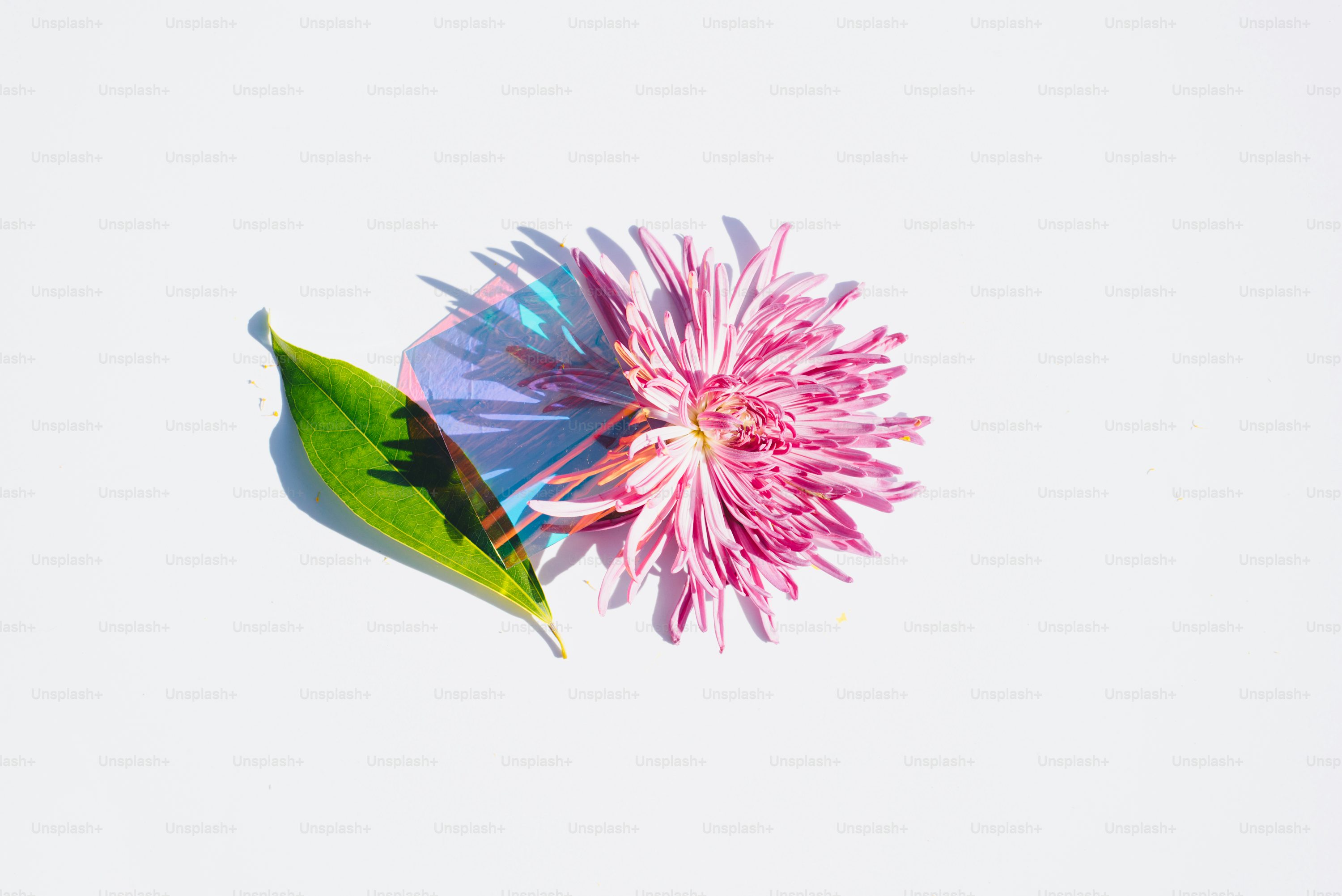 React Web Development
