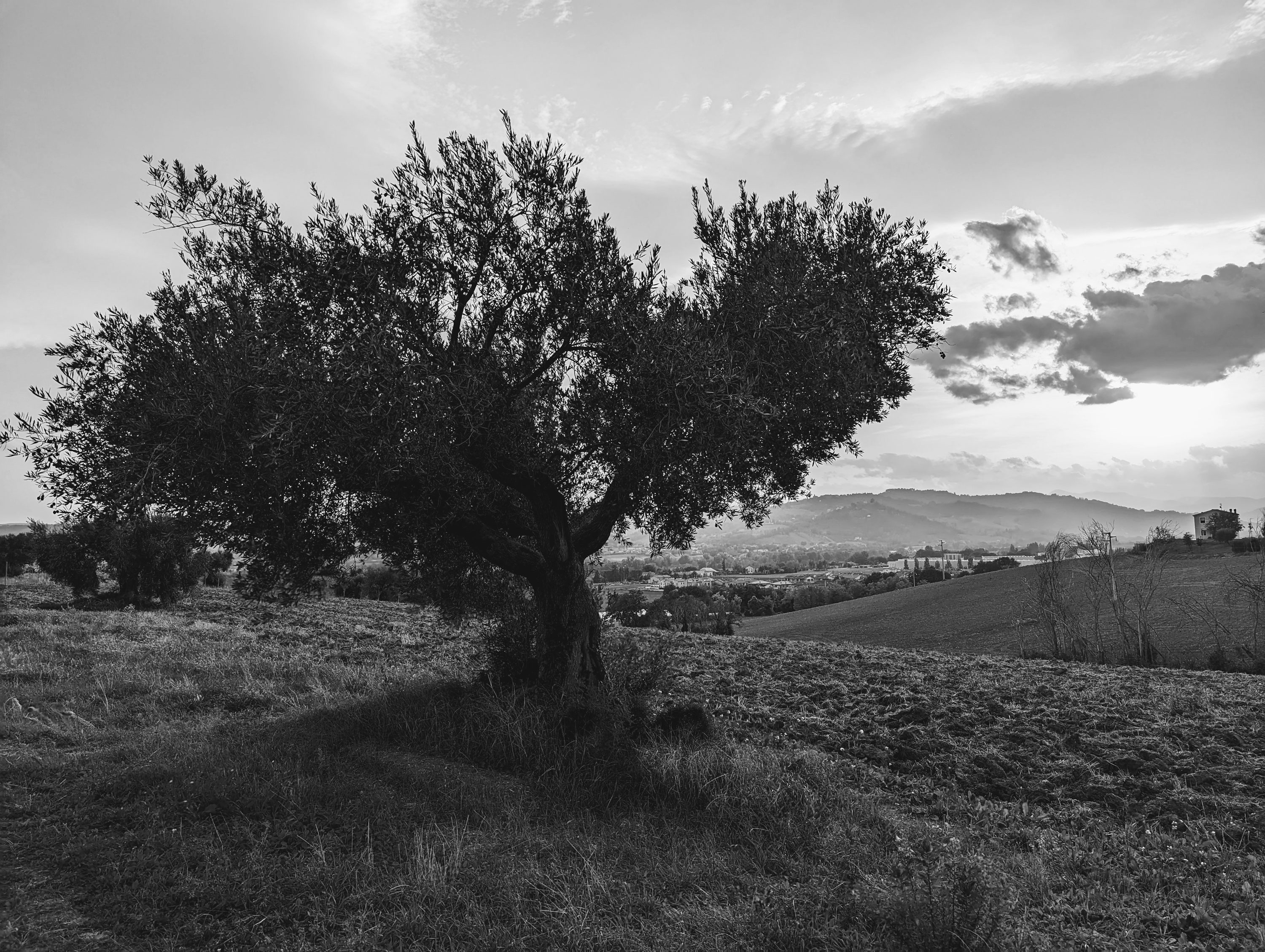 React Web Development